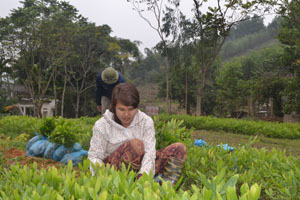 Kinh tế rừng mang lại thu nhập ổn định cho người dân xã Đồng Môn (Lạc Thủy).  ảnh: Người dân xã Đồng Môn chăm sóc keo giống.